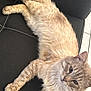 cat, feline, fluffy, light_colored, pet, indoor, leather_chair, relaxed, fur, animal, cute, whiskers, paws, seated, looking, cozy, home, domestic, mammal, curious