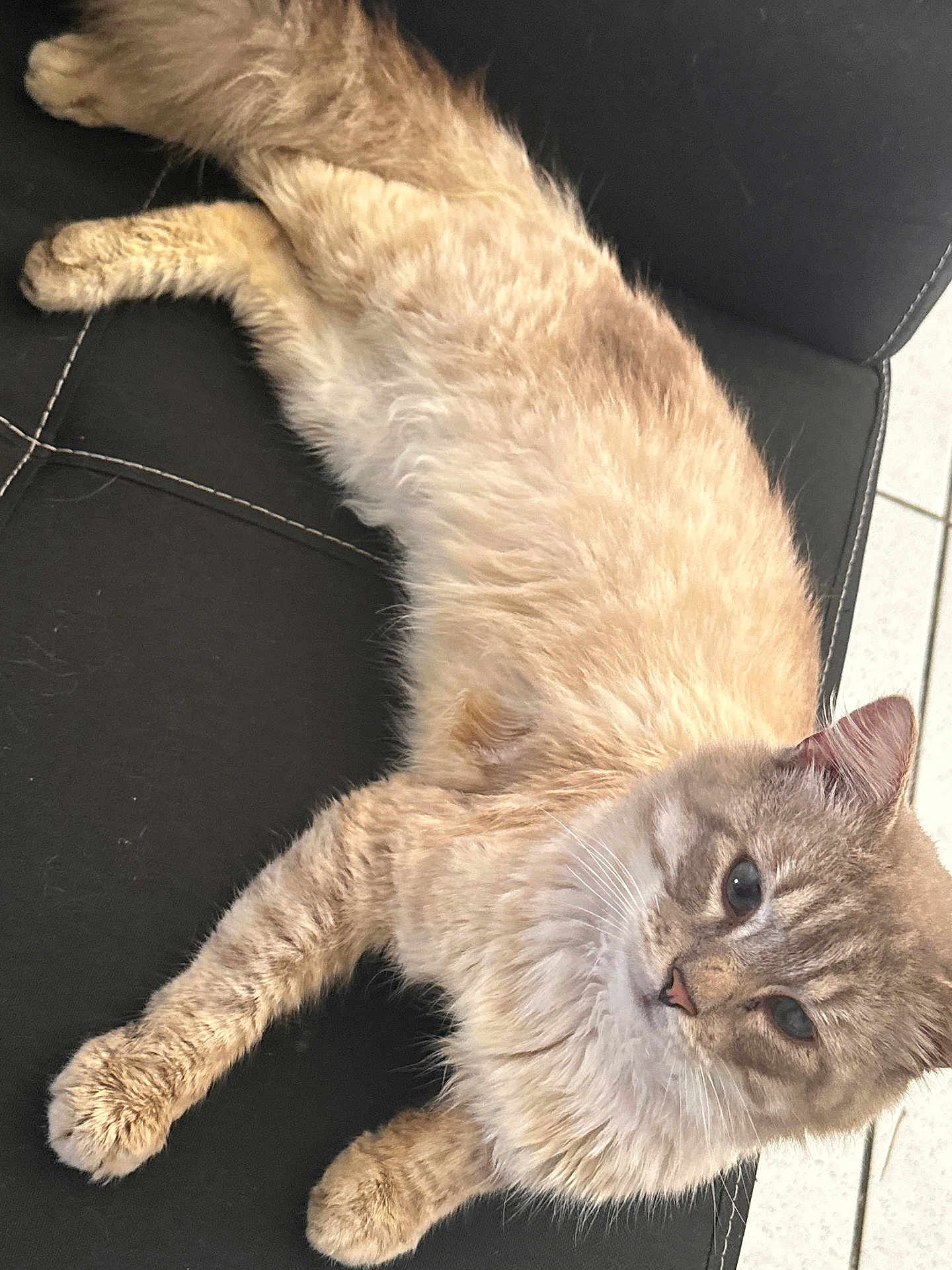 Prince participe au concours pour gagner de l'argent avec cette photo : cat, feline, fluffy, light_colored, pet, indoor, leather_chair, relaxed, fur, animal, cute, whiskers, paws, seated, looking, cozy, home, domestic, mammal, curious