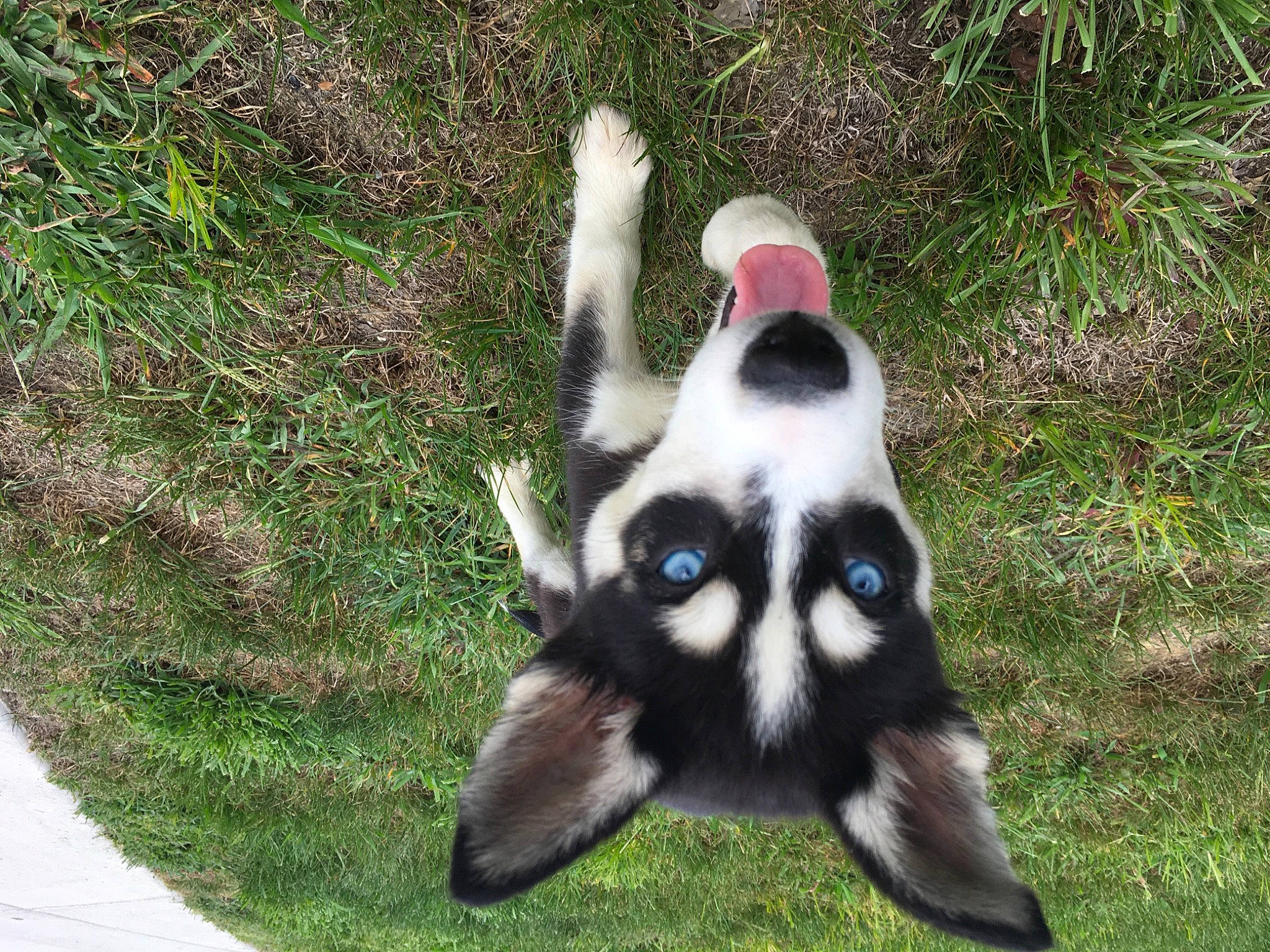 Valkyrie is registered to the contest to win money with this photo: canidae, carnivore, companion_dog, dog_breed, fur, grass, natural_material, plant, sporting_group, terrestrial_animal