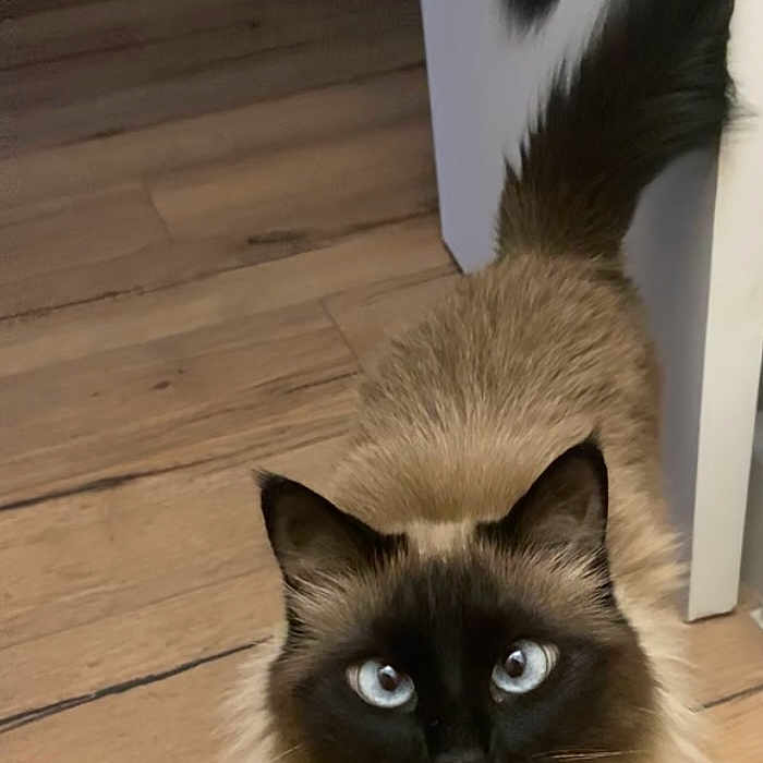 Mily participe au concours pour gagner de l'argent avec cette photo : angora, animal, blackcat, cat, hardwood, indoors, interiordesign, kitten, manx, pet, plywood, siamese, wood