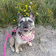 Luna joined the competition — help win amazing prizes! dog, french_bulldog, pet, animal, outdoor, gravel, leash, harness, pink, flowers, wildflowers, greenery, nature, sitting, cute, happy, smiling, portrait, daylight, closeup