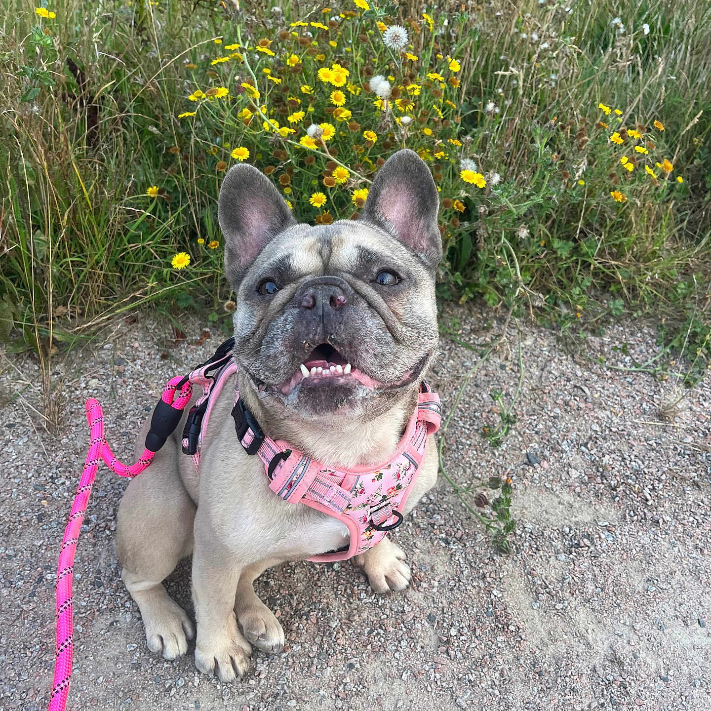 Luna joined the competition — help win amazing prizes! animal, closeup, cute, daylight, dog, flowers, french_bulldog, gravel, greenery, happy, harness, leash, nature, outdoor, pet, pink, portrait, sitting, smiling, wildflowers