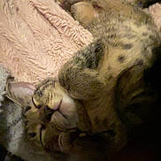 Timmy joined the competition — help win amazing prizes! cat, tabby, sleeping, resting, fluffy_blanket, cozy, pet, animal, indoor, relaxing, paw, fur, whiskers, cute, domestic_cat, beaded_bracelet, soft_texture, nap, companion, feline