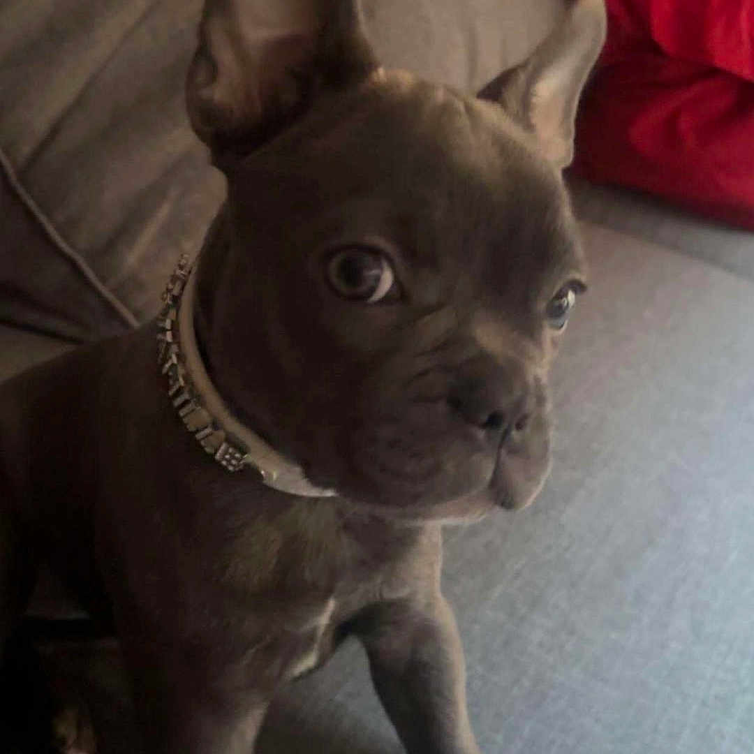 Vanille a rejoint le concours — aidez-le/la à gagner de superbes lots ! accessories, animal, bostonbull, boxer, bulldog, canine, couch, cushion, dog, frenchbulldog, furniture, head, homedecor, jewelry, person, pet, pitbull, puppy, snout, whitedog