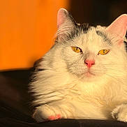 Lily is registered to the contest to win money with this photo: cat, white_cat, golden_eyes, pink_nose, fluffy_fur, relaxed, sunlight, orange_background, close_up, pet, animal, mammal, indoor, portrait, whiskers, paw, feline, cute, cozy, resting