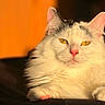 cat, white_cat, golden_eyes, pink_nose, fluffy_fur, relaxed, sunlight, orange_background, close_up, pet, animal, mammal, indoor, portrait, whiskers, paw, feline, cute, cozy, resting