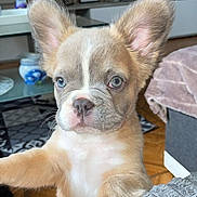 Cooki a rejoint le concours — aidez-le/la à gagner de superbes lots ! puppy, dog, close_up, ears, paws, gray_texture, living_room, indoor, floor, furniture, decor, cute, pet, animal, portrait, young_dog, soft_lighting, home, cozy, background