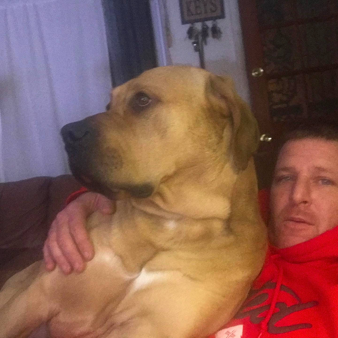 Tank Da Bank is registered to the contest to win money with this photo: canidae, carnivore, comfort, companion_dog, curtain, dog, dog_breed, ear, fawn, flooring, fur, guard_dog, happy, labrador_retriever, puppy_love, retriever, snout, sporting_group, whiskers, working_animal