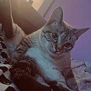 Perle participe au concours pour gagner de l'argent avec cette photo : cat, feline, pet, bed, blanket, whiskers, big_eyes, ears, paw, tail, indoor, cozy, portrait, relaxed, lounging, fur, close_up, soft_lighting, bedroom, purple_wall