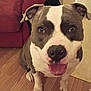 dog, pitbull, smiling, indoor, wooden_floor, red_couch, pet, canine, happy, closeup, domestic_animal, companion, ears, eyes, nose, mouth, tongue, fur, sitting, house