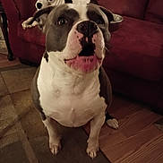 Bruno is registered to the contest to win money with this photo: dog, living_room, couch, carpet, wooden_floor, pet, animal, indoor, brown_couch, white_dog, black_spots, curious, relaxed, furniture, domestic, close_up, two_dogs, companion, home, cozy