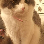 Lucci Luu joined the competition — help win amazing prizes! cat, fluffy, pet, indoor, feline, collar, curious, white, brown, fur, whiskers, animal, table, drawer, household, decorative_knobs, closeup, sitting, domestic, cute