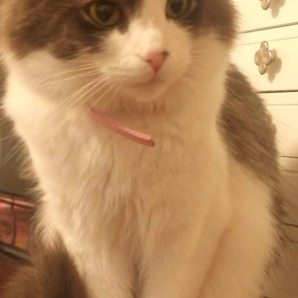 Lucci Luu joined the competition — help win amazing prizes! cat, fluffy, pet, indoor, feline, collar, curious, white, brown, fur, whiskers, animal, table, drawer, household, decorative_knobs, closeup, sitting, domestic, cute