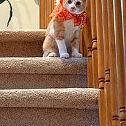 Tanner is registered to the contest to win money with this photo: cat, kitten, orange_and_white, bandana, stairs, staircase, carpet, wooden_railing, indoors, home, portrait, sitting, looking_at_camera, cute, pet, feline, warm_lighting, cozy, long_tail, domestic_animal
