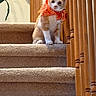 cat, kitten, orange_and_white, bandana, stairs, staircase, carpet, wooden_railing, indoors, home, portrait, sitting, looking_at_camera, cute, pet, feline, warm_lighting, cozy, long_tail, domestic_animal