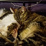 cat, cats, sleeping, cuddle, cozy, fur, pet, animal, tabby, white_cat, bed, blanket, resting, indoor, cute, friendship, closeup, paw, whiskers, relaxing