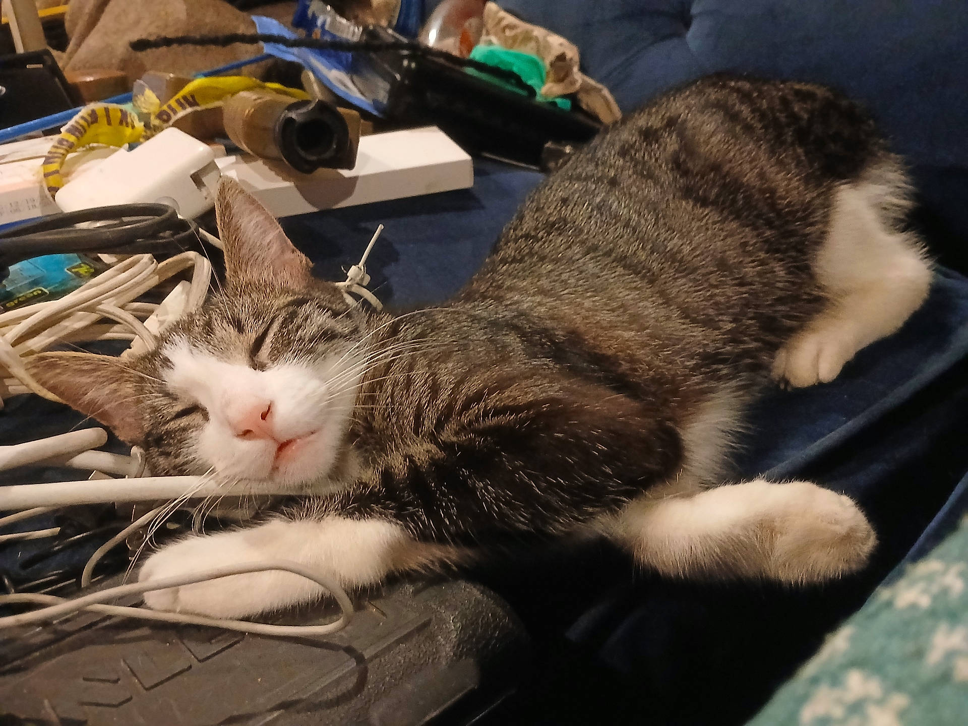 Sushi joined the competition — help win amazing prizes! animal, cable, cat, closeup, domestic_animal, ear, feline, fur, household, indoor, messy, nose, paw, pet, relaxed, resting, sleeping, tabby_cat, tool, whiskers