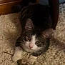 Sushi joined the competition — help win amazing prizes! cat, carpet, indoor, furniture, animal, pet, whiskers, paws, curious, playful, small, furry, brown, white, gray, cute, mammal, kitten, resting, closeup