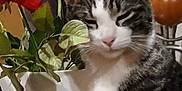 Sushi joined the competition — help win amazing prizes! cat, tabby, sleepy, indoor, plant, vase, artificial_plant, leaf, red_leaf, green_leaf, feline, pet, whiskers, closeup, fur, domestic_animal, nose, mouth, chair, background
