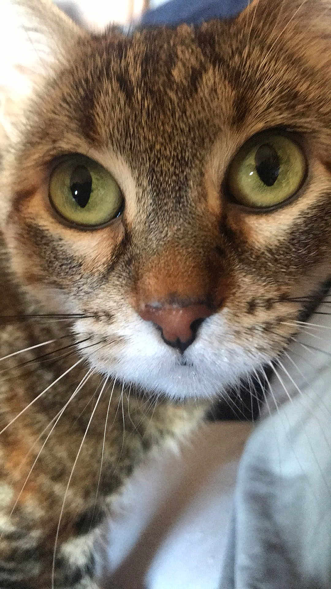 Kiki is registered to the contest to win money with this photo: cat, close_up, tabby, green_eyes, whiskers, fur, face, pet, animal, curious, indoor, mammal, nose, portrait, feline, cute, domestic, looking, head, focus