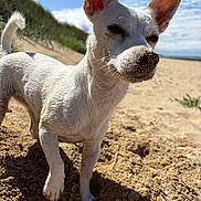 Tagada participe au concours pour gagner de l'argent avec cette photo : dog, white_dog, sand, beach, outdoor, sunny, blue_sky, dunes, close_up, pet, animal, canine, fur, ears, snout, nature, summer, playful, portrait, daytime