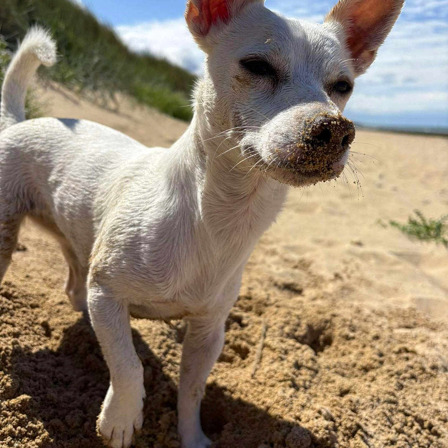 Tagada participe au concours pour gagner de l'argent avec cette photo : animal, beach, blue_sky, canine, close_up, daytime, dog, dunes, ears, fur, nature, outdoor, pet, playful, portrait, sand, snout, summer, sunny, white_dog