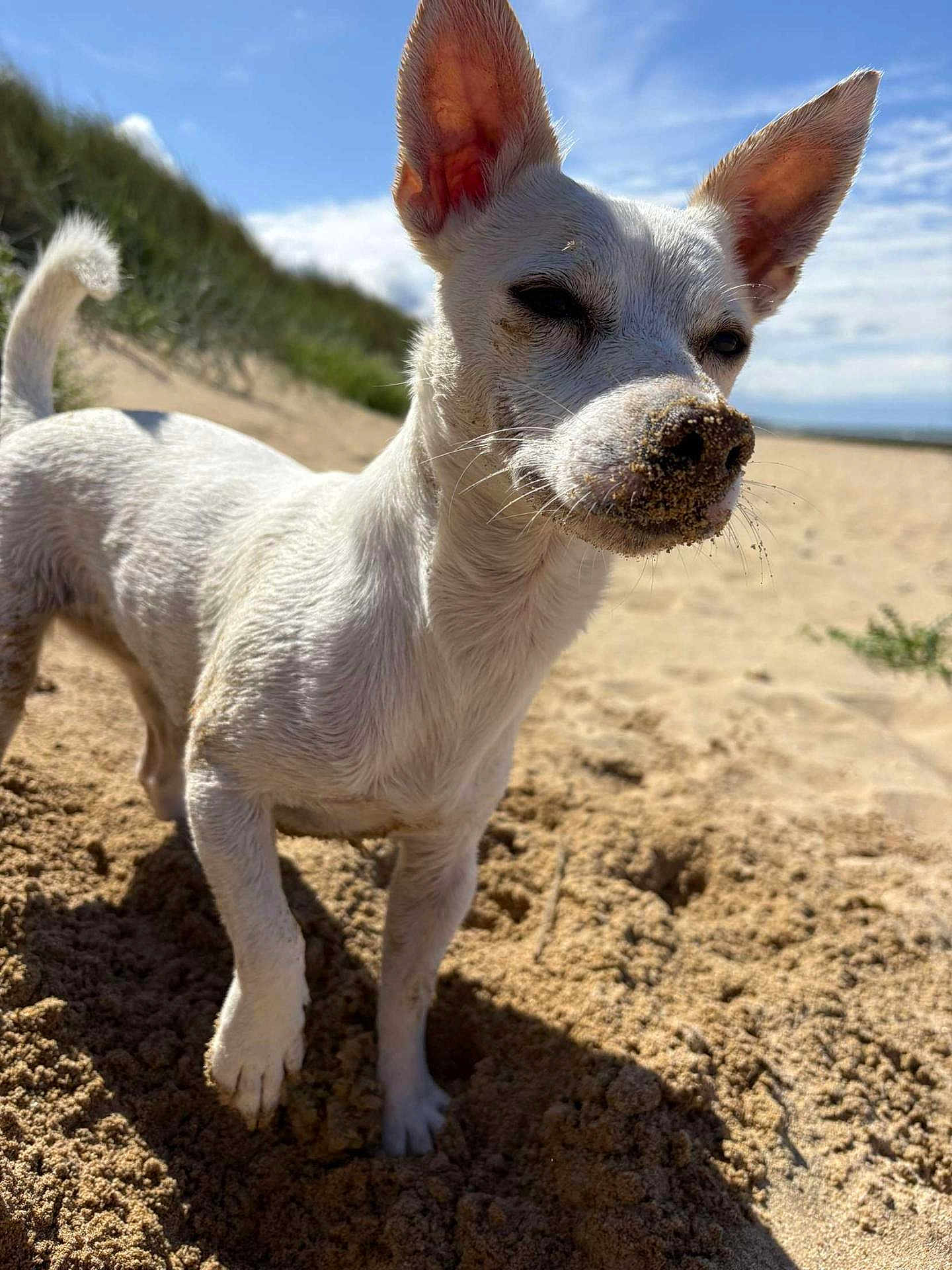 Tagada participe au concours pour gagner de l'argent avec cette photo : dog, white_dog, sand, beach, outdoor, sunny, blue_sky, dunes, close_up, pet, animal, canine, fur, ears, snout, nature, summer, playful, portrait, daytime