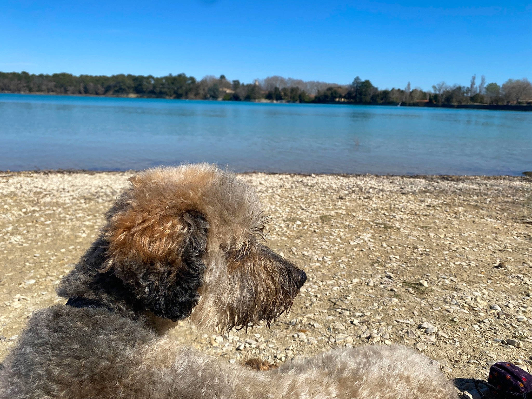 Marley a rejoint le concours — aidez-le/la à gagner de superbes lots ! beach, carnivore, coast, dog, dog_breed, horizon, lake, landscape, natural_landscape, plant, rock, sand, shore, sky, terrier, tree, water, water_dog, wood, working_animal
