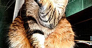 Mirage participe au concours pour gagner de l'argent avec cette photo : animal, cat, closeup, cute, domestic, ears, feline, fur, grooming, household, indoor, mischievous, paw, pet, portrait, reflection, sink, striped, tabby_cat, whiskers