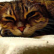 Mirage participe au concours pour gagner de l'argent avec cette photo : animal, cat, close_up, cozy, cute, domestic, face, feline, fur, indoor, mammal, pet, portrait, relaxed, resting, sleepy, soft, tabby, warm_light, whiskers