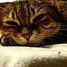 animal, cat, close_up, cozy, cute, domestic, face, feline, fur, indoor, mammal, pet, portrait, relaxed, resting, sleepy, soft, tabby, warm_light, whiskers
