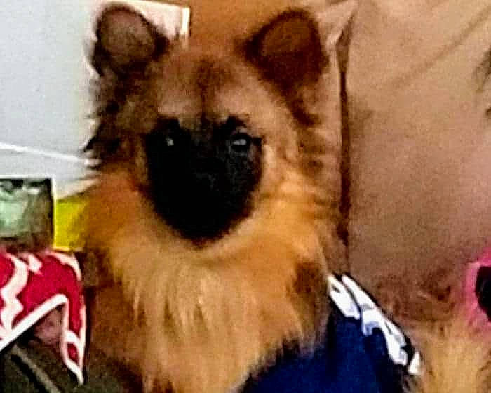 Gizzmo joined the competition — help win amazing prizes! ancient_dog_breeds, art, canidae, carnivore, companion_dog, dog_breed, event, fawn, fur, non_sporting_group, plant, snout, stuffed_toy, terrestrial_animal, toy, whiskers, wildlife