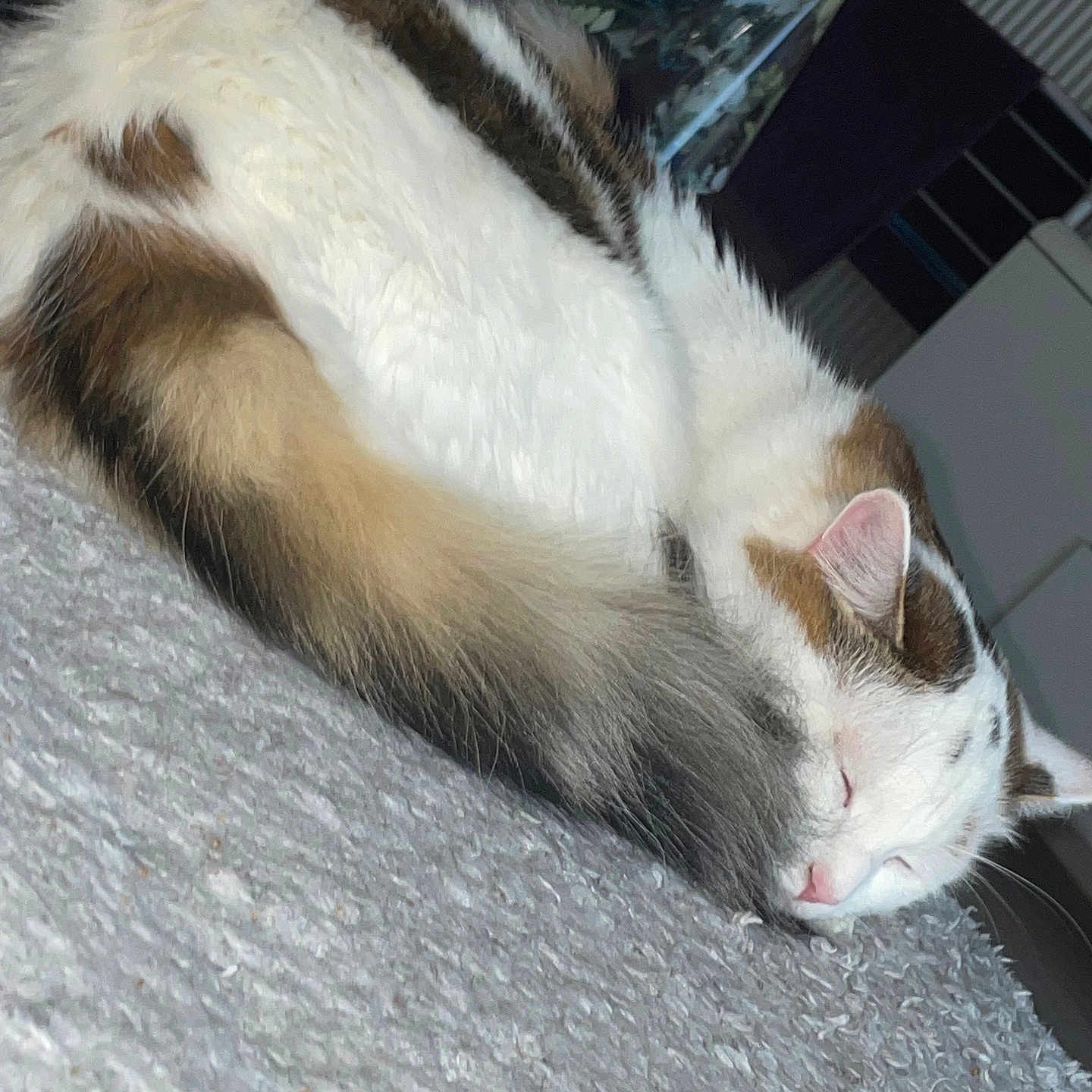 Thor participe au concours pour gagner de l'argent avec cette photo : abyssinian, angora, animal, cat, computerhardware, electronics, hardware, indoors, kitten, manx, person, pet, siamese, sleeping