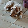 dog, pet, lying_down, sleeping, tile_floor, ceramic_tiles, indoor, fur, brown_and_white, paw, nose, ear, relaxed, domestic, home_interior, laundry_basket, plastic_basket, floor, sleepy, companion