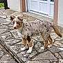 Rudy participe au concours pour gagner de l'argent avec cette photo : dog, puppy, australian_shepherd, merle_coat, standing, porch, stone_patio, door, house, pet, fur, tail, ears, white_paws, brown_spots, outdoor, walkway, curb, grassy_background, alert_expression
