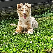 Rudy participe au concours pour gagner de l'argent avec cette photo : dog, grass, daisy, fence, yard, pet, tongue, happy, playful, paws, fur, white_brown, outdoor, portrait, closeup, lawn, canine, sitting, stone_step, greenery