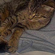 Tigrou participe au concours pour gagner de l'argent avec cette photo : cat, tabby, pet, animal, fur, sleeping, resting, indoor, cozy, lap, person, clothing, gray, brown, cute, domestic, whiskers, paws, relaxed, tongue