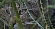 Tigrou a rejoint le concours — aidez-le/la à gagner de superbes lots ! animal, camouflage, cat, closeup, ears, eyes, feline, focus, grass, green, hidden, muzzle, nature, outdoor, pet, plant, stalk, tabby, whiskers, wild