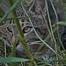 Tigrou a rejoint le concours — aidez-le/la à gagner de superbes lots ! cat, tabby, grass, green, outdoor, animal, pet, nature, camouflage, eyes, whiskers, closeup, feline, ears, stalk, wild, focus, hidden, muzzle, plant