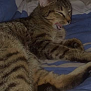 Tigrou participe au concours pour gagner de l'argent avec cette photo : animal, bed, blanket, cat, closeup, cute, domestic, feline, fur, indoor, lying_down, mouth_open, paw, pet, relaxed, resting, sleepy, striped, tabby, whiskers