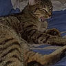 cat, tabby, pet, animal, feline, bed, blanket, striped, fur, whiskers, paw, relaxed, indoor, sleepy, mouth_open, cute, resting, domestic, closeup, lying_down