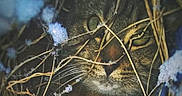 Tigrou a rejoint le concours — aidez-le/la à gagner de superbes lots ! cat, tabby, animal, wildlife, nature, snow, twigs, winter, camouflage, closeup, outdoor, green_eyes, fur, face, whiskers, stealth, predator, mysterious, forest, cold