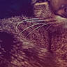 Tigrou a rejoint le concours — aidez-le/la à gagner de superbes lots ! cat, tabby, whiskers, close_up, sleepy, fur, pet, animal, indoor, face, cute, feline, mammal, domestic, cozy, resting, blurred, soft, warm, portrait