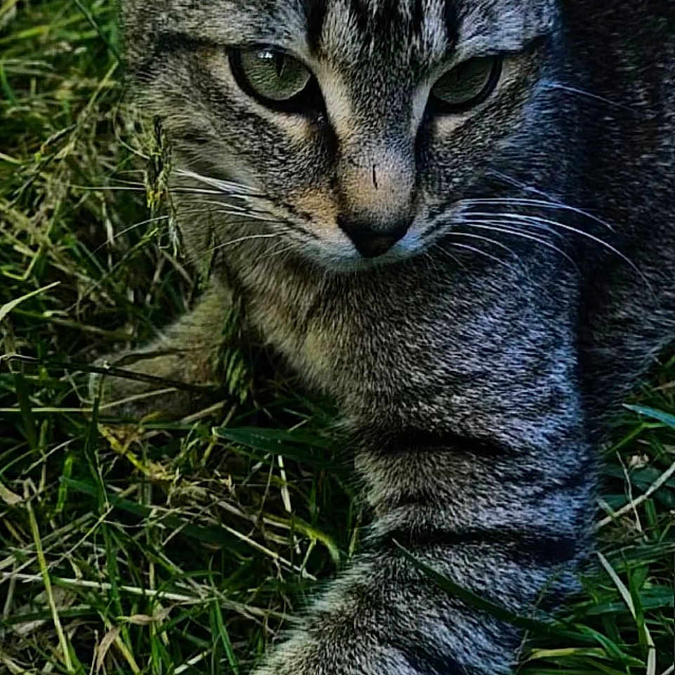 Tigrou a rejoint le concours — aidez-le/la à gagner de superbes lots ! cat, tabby_cat, grass, outdoor, animal, pet, feline, striped, nature, closeup, paw, ears, wildlife, mammal, resting, alert, green, fur, whiskers, portrait
