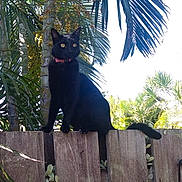 Katsu is registered to the contest to win money with this photo: black_cat, cat, pet, feline, red_collar, bow_tie, sitting, fence, wooden_fence, outdoors, tropical, palm_trees, palm_fruit, greenery, garden, sunlight, animal_portrait, alert, long_tail, nature
