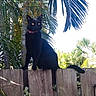 black_cat, cat, pet, feline, red_collar, bow_tie, sitting, fence, wooden_fence, outdoors, tropical, palm_trees, palm_fruit, greenery, garden, sunlight, animal_portrait, alert, long_tail, nature