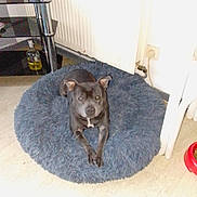 Rubis participe au concours pour gagner de l'argent avec cette photo : dog, black_dog, pet_bed, fluffy_bed, indoor, home, radiator, floor, calm, looking_at_camera, pet, animal, domestic, resting, cozy, fur, ears, snout, paws, relaxed