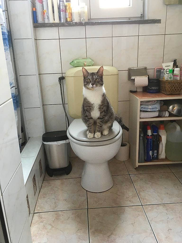 Tigru a rejoint le concours — aidez-le/la à gagner de superbes lots ! bathroom, carnivore, cat, domestic_short_haired_cat, felidae, floor, flooring, hardwood, home, interior_design, plumbing, plumbing_fixture, room, shelf, shelving, small_to_medium_sized_cats, tail, toilet, toilet_seat, whiskers