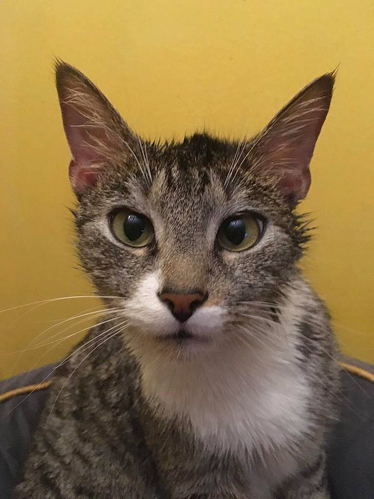 Tigru participe au concours pour gagner de l'argent avec cette photo : art, carnivore, cat, domestic_short_haired_cat, felidae, fur, head, paint, painting, small_to_medium_sized_cats, snout, terrestrial_animal, visual_arts, whiskers, wildlife, window