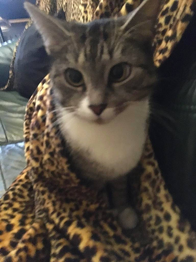 Tigru participe au concours pour gagner de l'argent avec cette photo : carnivore, cat, comfort, domestic_short_haired_cat, felidae, fur, metal, pattern, paw, sitting, small_to_medium_sized_cats, snout, square, tail, terrestrial_animal, tree, whiskers, wildlife